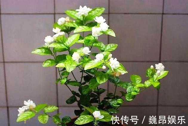 畸形|茉莉花叶片“畸形”不能忽视！消除3个“隐患”，花苞长满枝