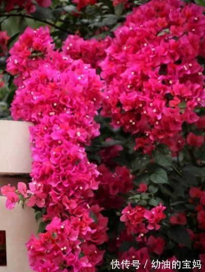 入冬后,家里的4种花赶紧剪一剪,安全过冬,来年花量翻倍