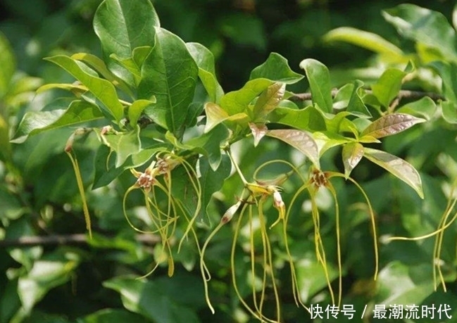 山坡上生长的这种野生植物,全株有毒,不耐霜冻,却有杀虫的功效