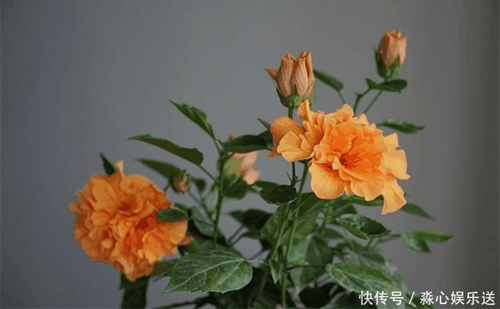 花期|两种花能开180天,8月养2盆天天有花看,真漂亮