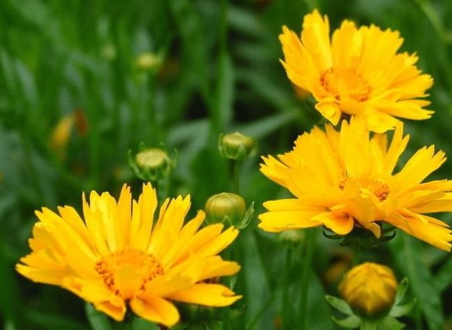 流香#张益工诗7首:日到秋临畅爽容,苍穹似火染山彤