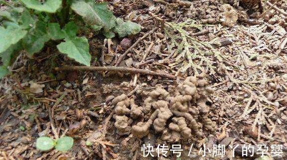 什么淘米水黄豆水都不如3种水,1个月浇2次,啥花都喜欢