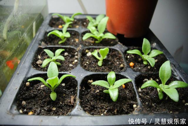 盆栽|此花比太阳花还好养,花色很漂亮,爆盆容易,值得入手