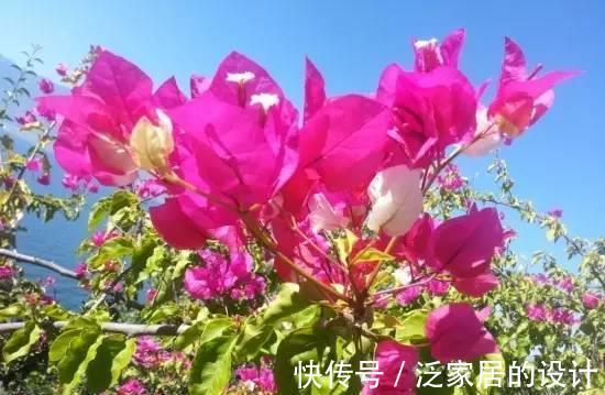 枝条|你养的三角梅不开花,也许是几个因素在作祟