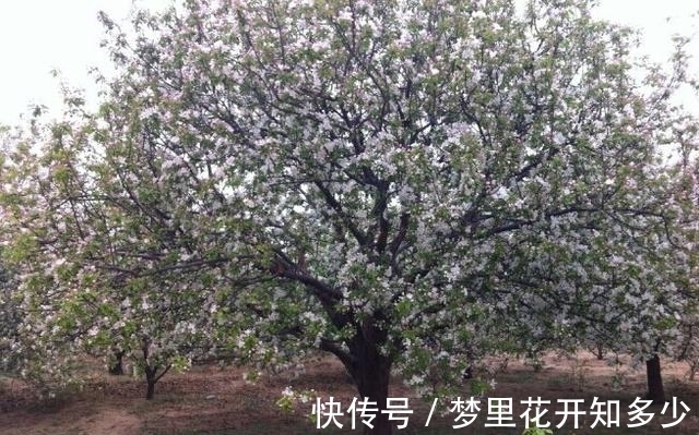 观赏价值|八棱海棠是美化风景的首选观赏树,有极高的观赏价值