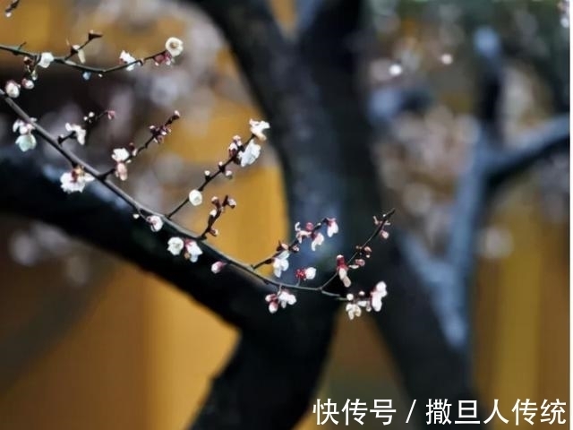 中华诗词！童言童语（91-100）｜郞晓梅评《中华诗词》校园诗稿作品