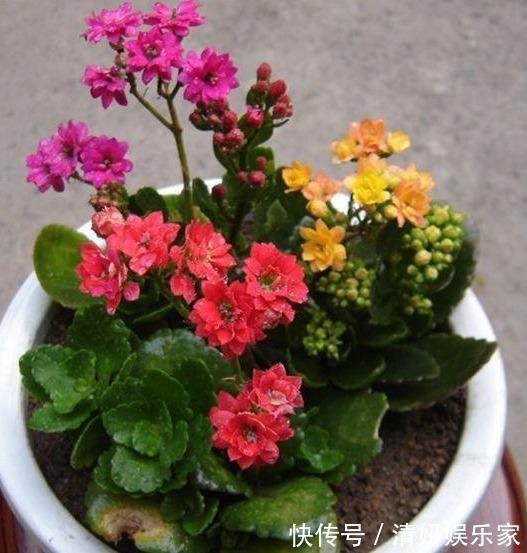 浇水|夏天32度，长寿花进入休眠期，这个“动作”别做，安全度过休眠期