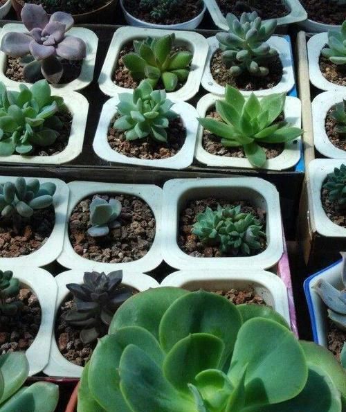 不错|家里几种没用的东西,用来养花,省钱又实用,乐趣十足!