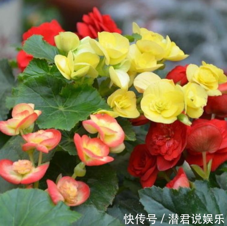 绿萝|有钱人最喜欢养“3种花”,四季都开花,镇宅又招财,比绿萝好养