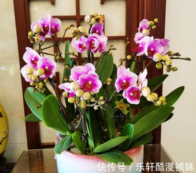 8种“洋气花”，天冷别喷水，不然黄叶、掉花苞，越养越难看