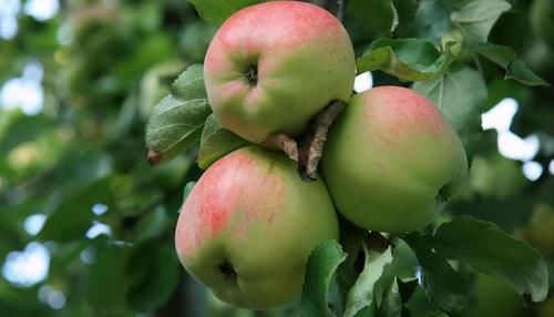 王醫師|夏天不妨多吃三種食物，排毒養顏，延緩衰老，早吃早好！