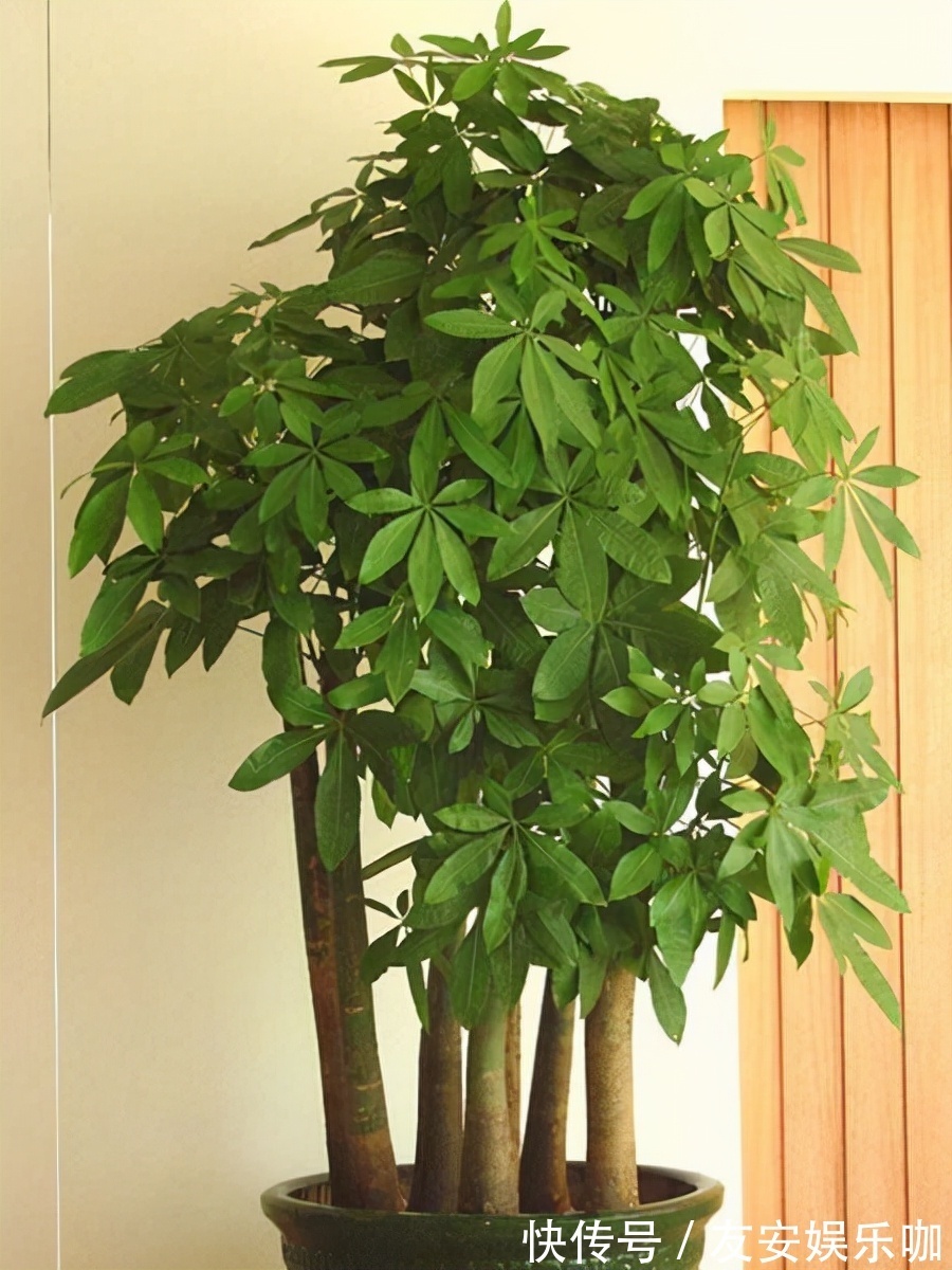 富人爱养这“4种”花,摆在客厅能“旺家”,对身体也有利