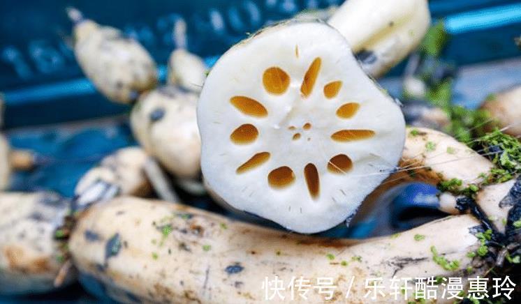 藕片|立秋后多吃莲藕，润燥止渴，分享5种家常吃法，好做好吃，快来学