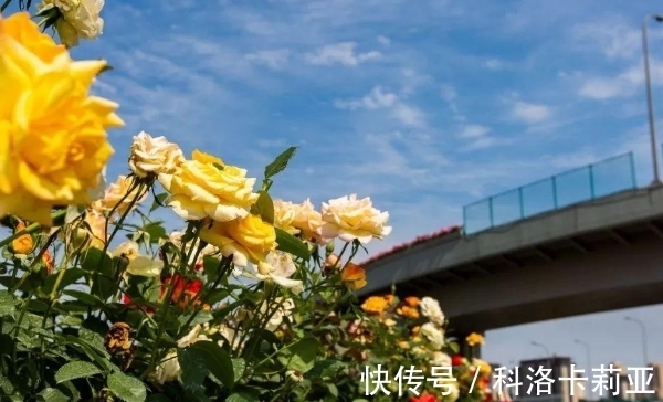 种花|“鲜花屋中放，花旺人不旺”，为何有这种说法？屋子里不能种花？