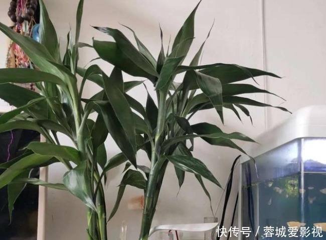 富贵竹|正月二十五招财运,4种“富贵花”华丽大气有内涵,寓意牛气冲天