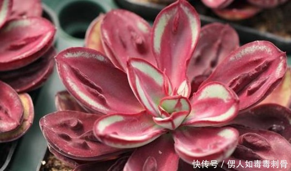 想让多肉变变色,只要做好三件事,下一秒效果绝对惊艳