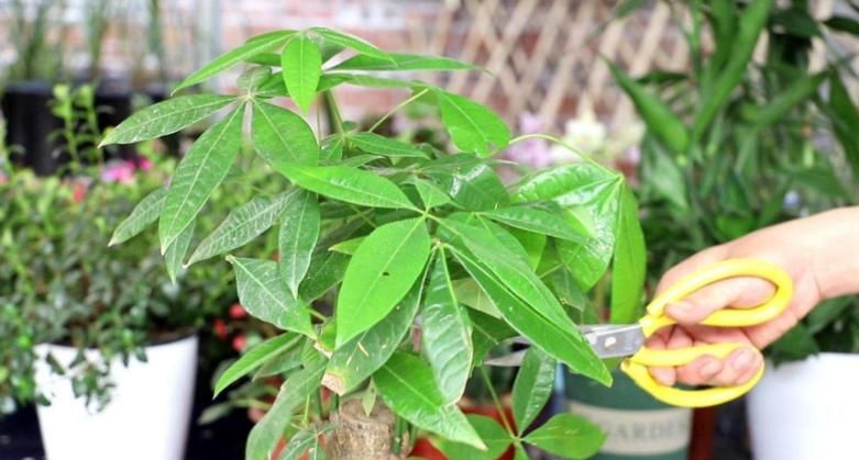 光合作用|养花提示:掌握3个技巧,盆栽金钱树、发财树枝叶绿得冒油