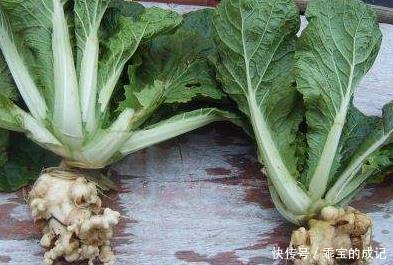 良方|天然“止咳药”发现了,家家厨房都有的特效药,治疗感冒,防咳嗽