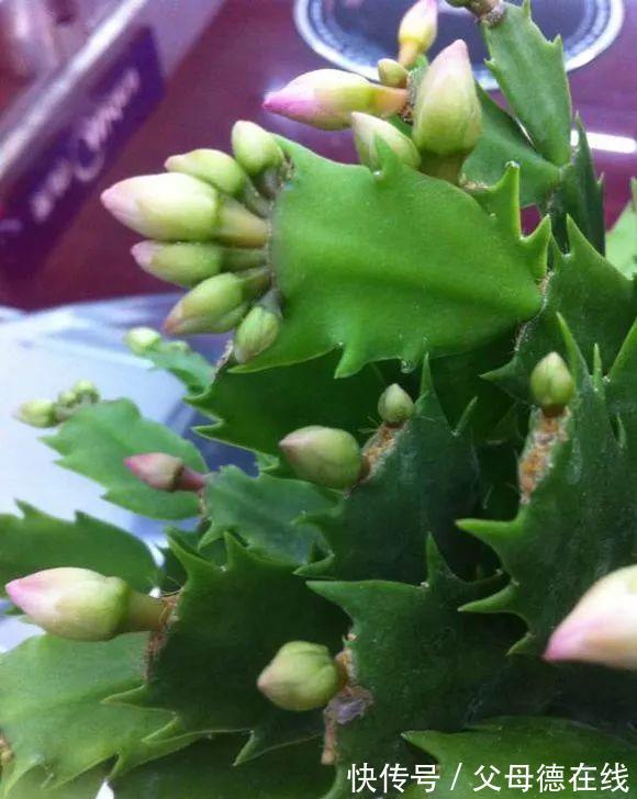 蟹爪兰有个小机关,这样打开它,呼呼长成大壮树