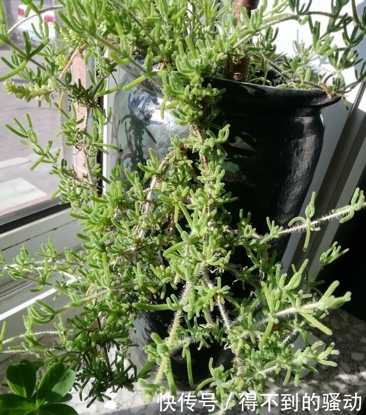 养多肉的心情说不清,都在照片里了