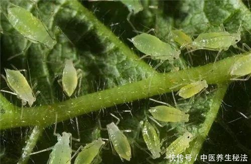 家庭月季花“剪枝”有窍门，定期修剪枝条，开花才会越开越多！