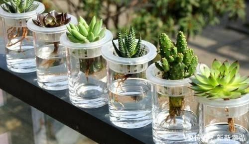 浇水|花快死了别着急仍，学会这几种方法，能让植物起死回生，各个爆盆