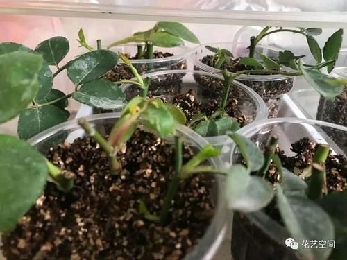 周末去花市逛一圈，捡一袋子枝条，回家扦插几百盆，秒变养花大户