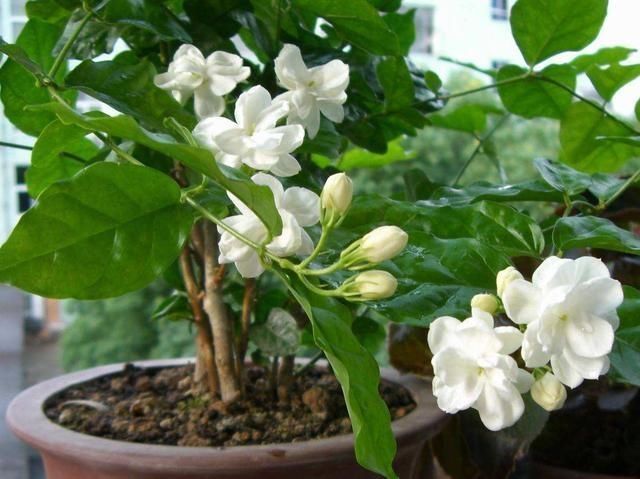 夏季养茉莉最合适,刚回家这样处理,不枯萎花量翻倍