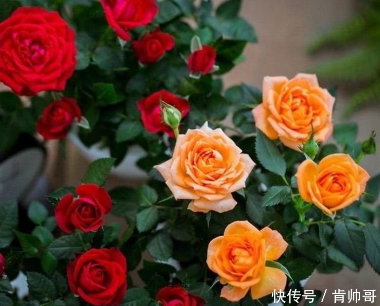 “4种花”养阳台,浇点水就狂开花,养在客厅,人也变美了!