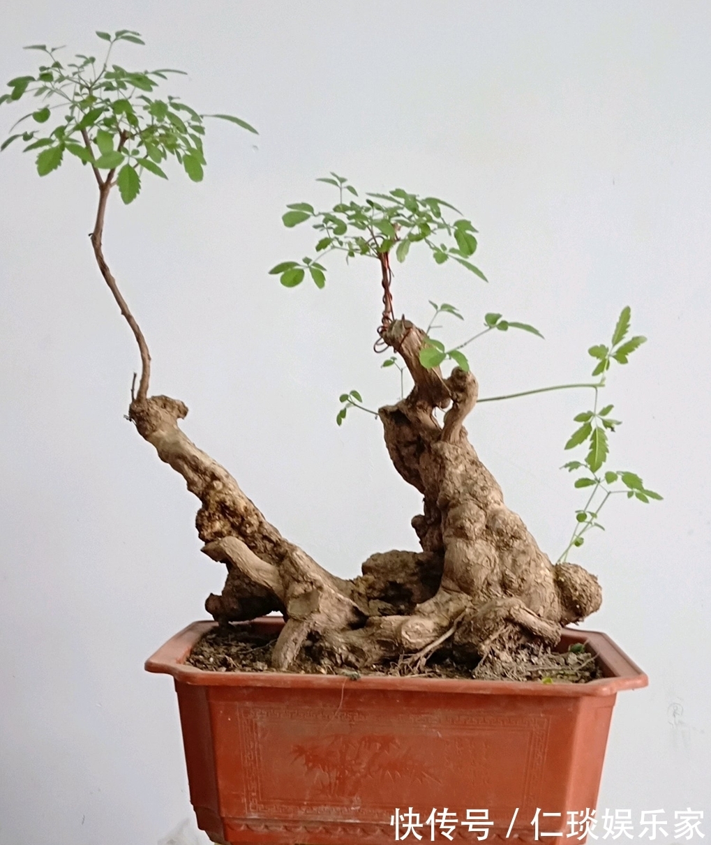 修剪黄荆老桩头你还在用草木灰涂抹剪口吗伤口愈合剂了解一下