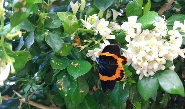 绿色植物|夏季最适合养的花,此花我国最香,花开180天,净化空气比绿萝强
