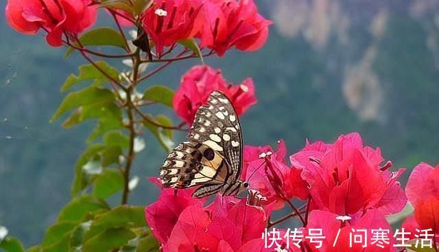 新芽|学会给三角梅“打顶”，小苗变盆景，一年四季花开满枝头