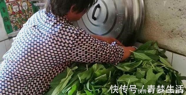 芝麻|这种菜,很多人都只吃种子,其实叶子才是宝贝,很多人想买买不到