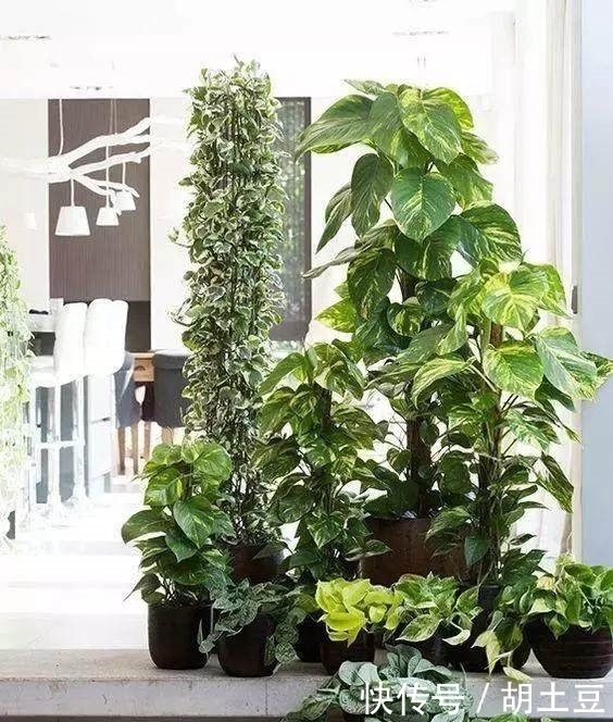 送给你实用的养花秘籍——盆栽柠檬的养护秘籍，简单实用花香四溢