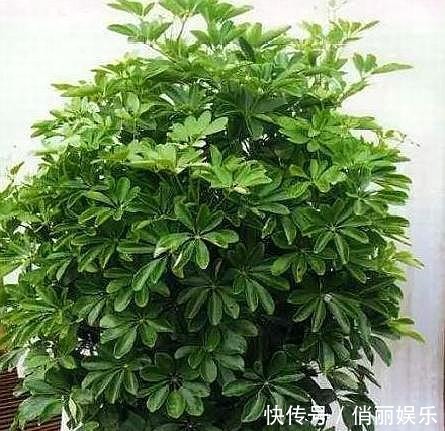 新芽|养鸭掌木，按照“此方法”，四季常绿“没毛病”，新芽再也不发黑