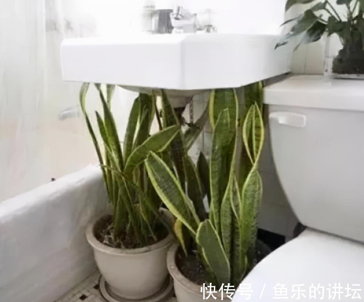 农历九月十八霜降后,养什么花?家里养3种花,吉庆有余合家欢乐