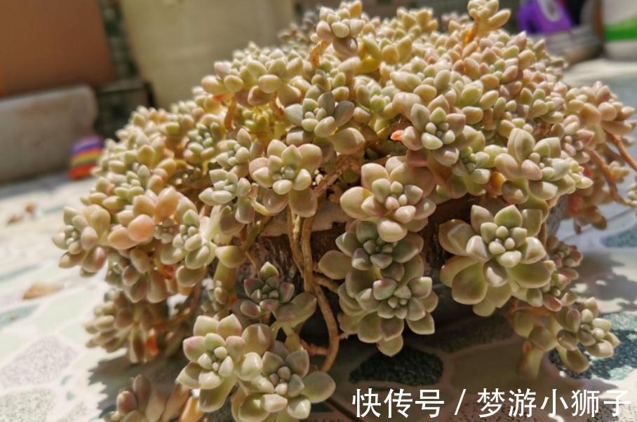 天气忽冷忽热,该怎么养殖多肉?露天还是室内盆栽好?