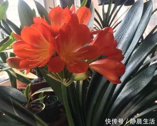 花卉|“树皮”放盆里兑水，变成“营养液”，给花卉浇1勺，冒白根