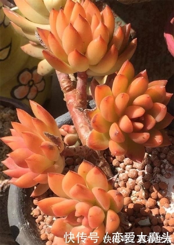 土壤|只有少数人才知道，用这种方法，短时间就能让多肉植物变旺盛！