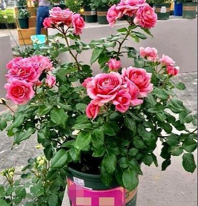 这花开花真勤快，一年开花不停，一株多色形如荷花，易养易爆盆