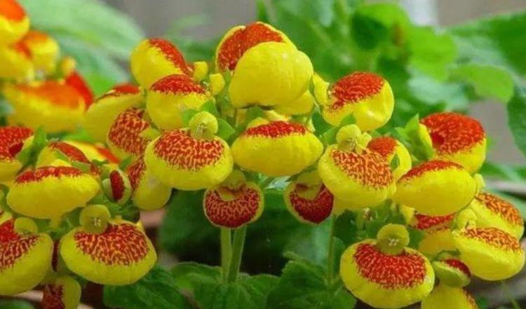 4种花养了就爆盆，花开富贵华丽，多姿多彩，南北方都可养！