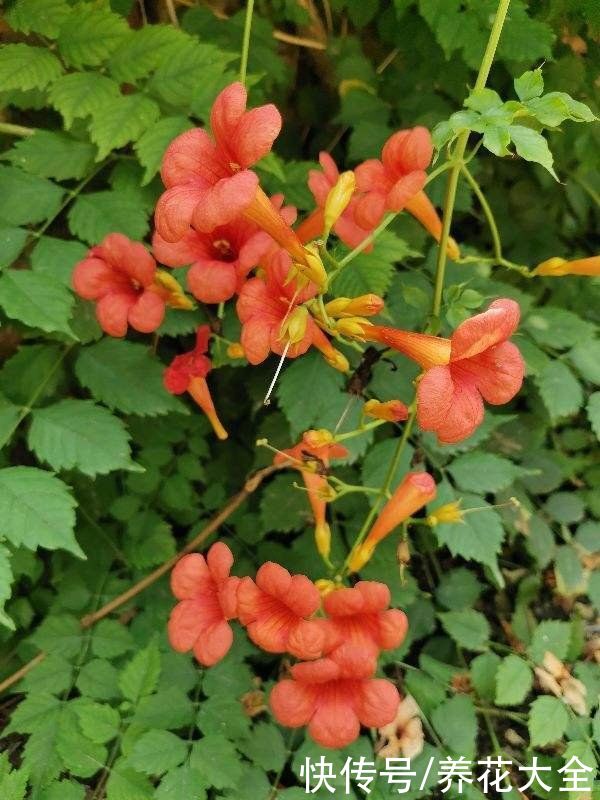 3种植物要谨慎养护，不然泛滥成灾，想清理干净都很难