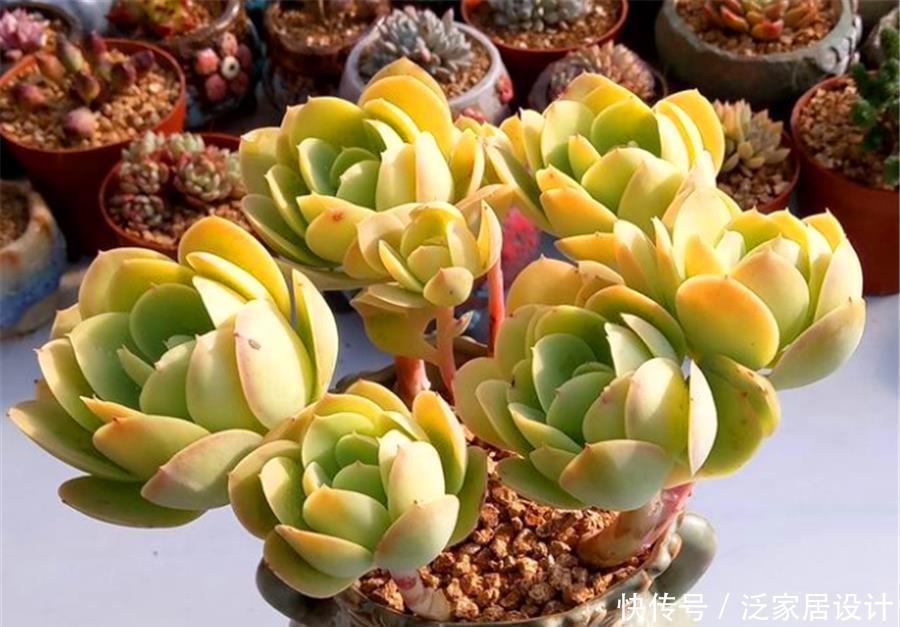 黄金碧桃冬天怎么养?紧抓3要点,不冻伤,晶莹剔透金黄亮丽