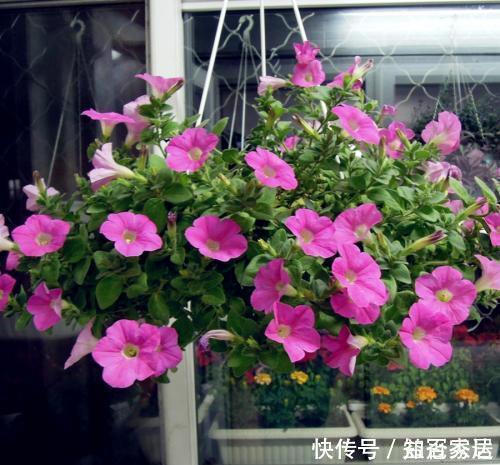 爆盆|真正懂花的人，都会养这3种花，爆盆快寓意好还能养人