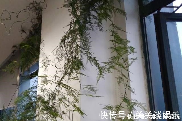 五色梅|懂花的人,都不在客厅养“5种花”,会被人笑话,家里有的快处理!