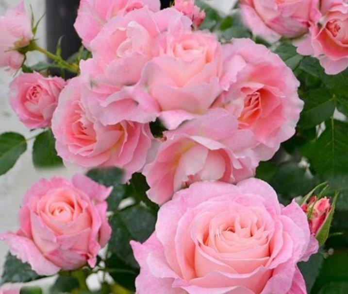 3种花被称为开花劳模,365天开花不断,花团锦簇,养在客厅美极了