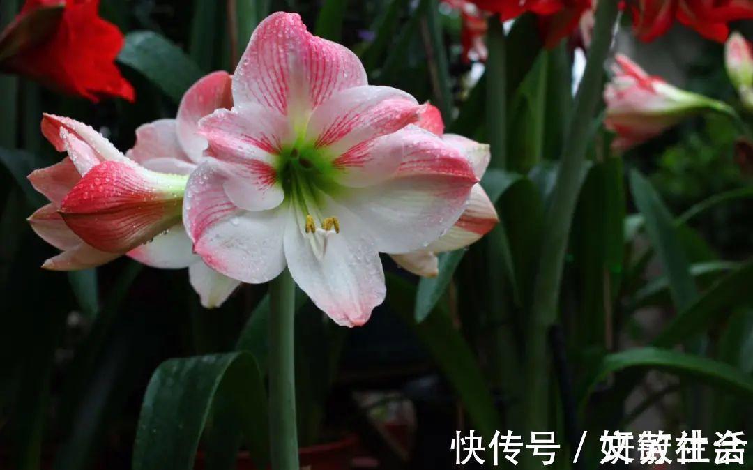 家里养盆朱顶红，开花个个比脸大，牛年养它“注定红”！