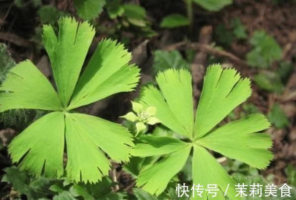 5种罕见植物,只长一片叶子一根茎,价值却很珍贵早看早知道