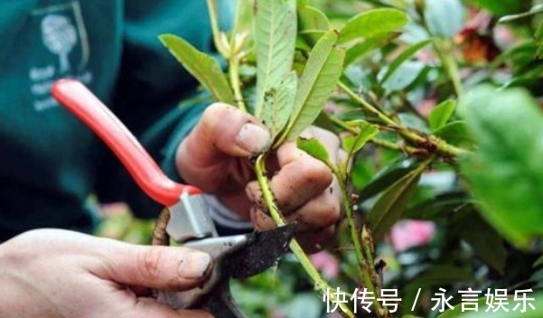 施肥|老辈人传下来的养花谚语,句句如黄金,你还不知道可就亏了