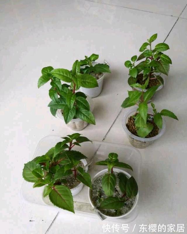 种花|三伏天,这三种花要备份,好处多多,年年有花看